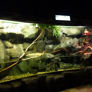 Water dragon & turtle exhibit, 10th April 2012
