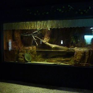 Chinese softshell turtle enclosure, 10th April 2012
