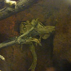 Boa constrictor, 10th April 2012