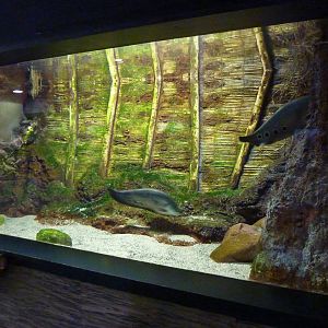 Clown knifefish tank, 10th April 2012