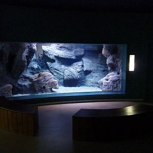 Iridescent shark tank, 10th April 2012