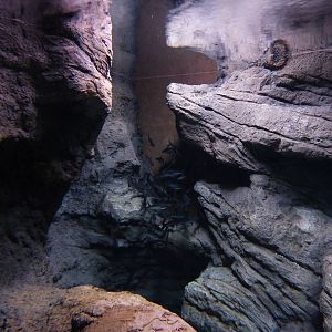 Iridescent shark cluster, 10th April 2012