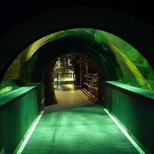 Tunnel through El Rio Del Mundo tank, 10th April 2012