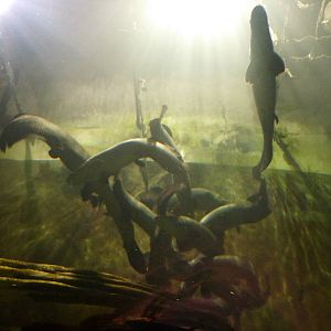 Arapaima group, 10th April 2012