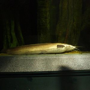 Walking catfish, 10th April 2012