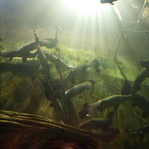 Arapaima group, 10th April 2012