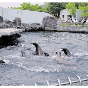 Sea lions in Seoul Zoo,1990