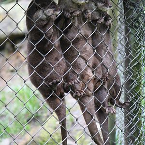 Asian small-clawed otters