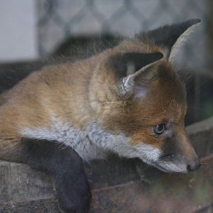 European red fox cub