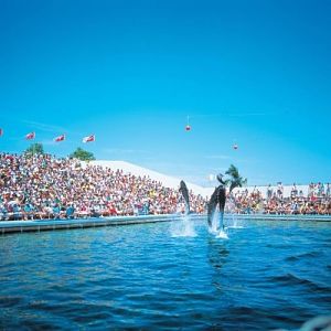 Dolphin show in Seoul zoo, 1988