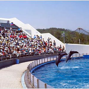 Dolphin Show, 1990