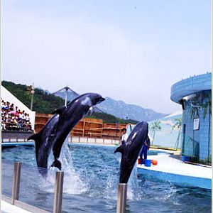 3 Dolphins At The Dolphin Show in Seoul Zoo, 1990
