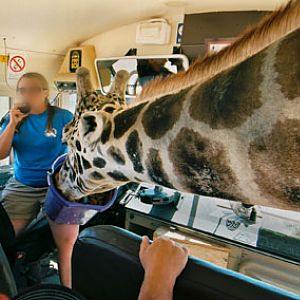 giraffe goes waaay in for food