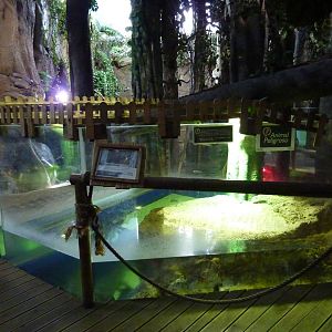 Caiman enclosure, 10th April 2012