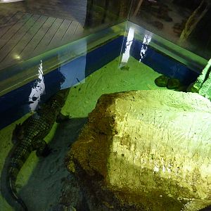 Spectacled caiman enclosure, 10th April 2012