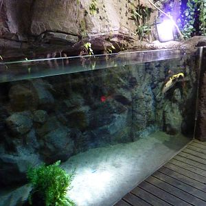 Redtail catfish tank, 10th April 2012