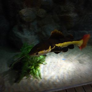 Redtail catfish, 10th April 2012