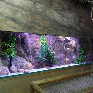 Discus tank, 10th April 2012