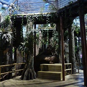 Amazon canopy walk, 10th April 2012