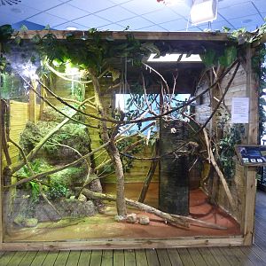 Geoffroy's marmoset enclosure, 10th April 2012