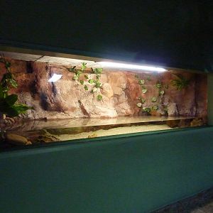 Matamata enclosure, 10th April 2012