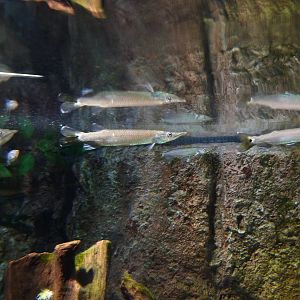 Gar characins, 10th April 2012