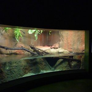 Yellow anaconda enclosure, 10th April 2012