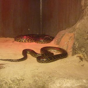 Yellow anacondas, 10th April 2012