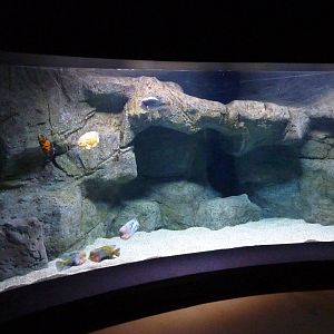Large cichlid tank, 10th April 2012