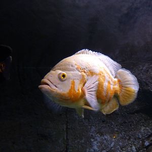 Oscar, 10th April 2012