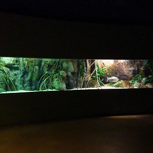 Piranhas, 10th April 2012