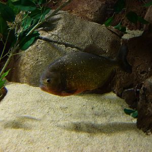Red-bellied piranha, 10th April 2012