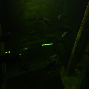 View into 'global river', 10th April 2012