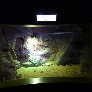 Yellow-spotted monitor enclosure, 10th April 2012