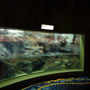 Pearl arowana tank, 10th April 2012