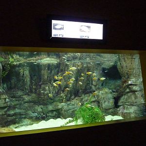 Rainbowfish tank, 10th April 2012