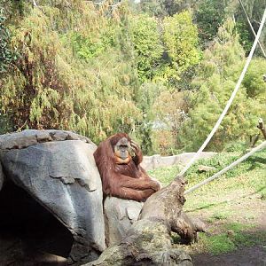 orangutan