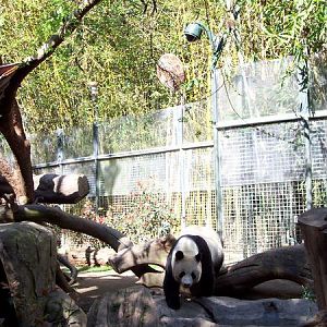 panda exhibit