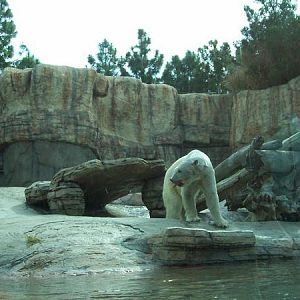 polar bear exhibit