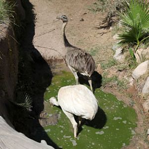 rheas in mud puddle