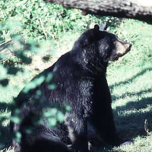 American Black Bear