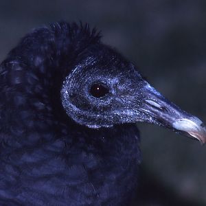 Black Vulture