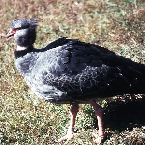 Crested Screamer