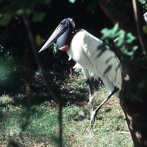 Jabiru Stork