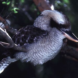Kookaburra