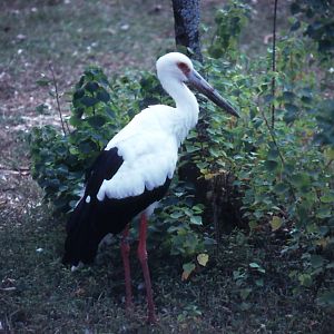 Maguari Stork