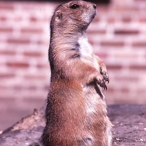 Prairie Dog