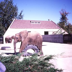 Elephant Enclosure - 1987