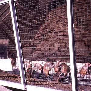 Macaque exhibit - 1987