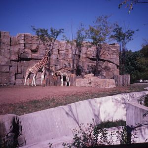 Giraffe exhibit